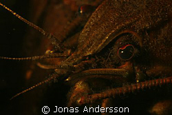 freshwater crayfish try to flirt to the camera by Jonas Andersson 